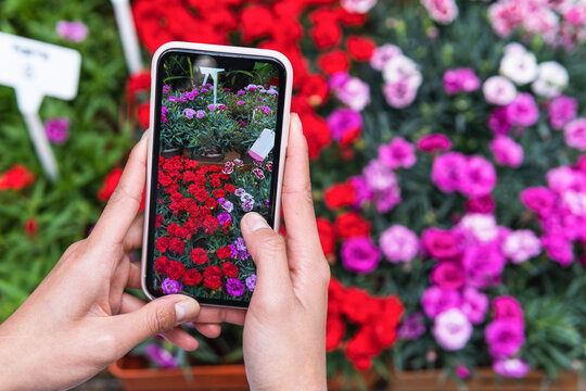 Woman photographing roses through smart phone at plant nursery