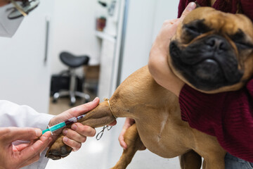 Female veterinarian drawing blood from French Bulldog leg at medical clinic