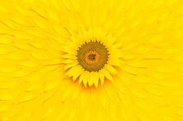 Creative background with yellow sunflower with flying petals top view Flat lay. Harvest time agriculture farming sunflower oil. Sunflower yellow background. Beautiful floral card Template for design