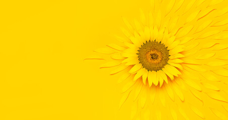 Creative background with yellow sunflower with flying petals top view Flat lay. Harvest time...