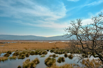 floodplain forest in Karacabey Bursa and small pond covered by huge amount of white daisy flowers on moss and marsh