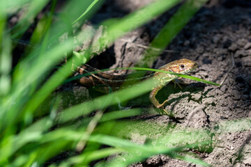 Fototapeta premium curious common wall lizard