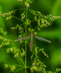 Cranefly