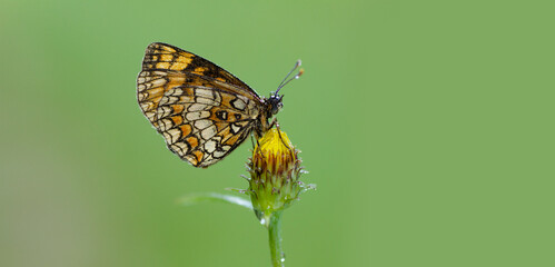 Macro, butterfly