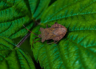Squash Bug