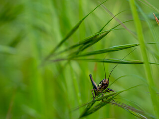 black cricket in grass, close up photo