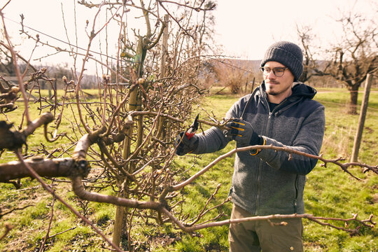 Farmer cutting branch of bare tree with pruning shears on sunny day