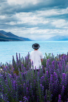 New Zealand, Canterbury, Rear view of young man in hat standing among blooming lupines (Lupinus) at Lake Tekapo
