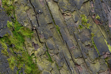 Embossed texture of linden bark. The trunk of an old tree, covered with moss. Surface with natural bark patterns. Natural wood background. Closeup side view.