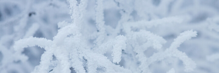 Snow and rime ice on the branches of bushes. Beautiful winter background with trees covered with hoarfrost. Plants in the park are covered with hoar frost. Cold snowy weather. Cool frosting texture.