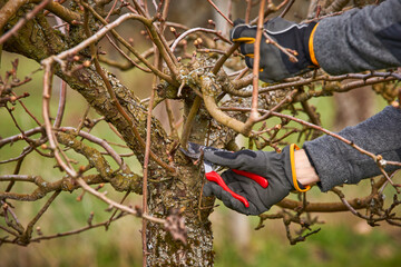Farmer using pruning shears on bare tree at orchard