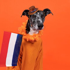 Lurcher dog supports Dutch soccer or football team with orange shirt and attributes
