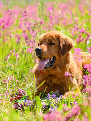 A large ginger dog is resting on a summer meadow. Vertical frame. Portrait of a red mastiff