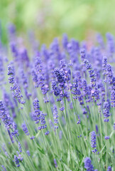 Obraz premium Selective focus on lavender flower. Plant background. Close up. 