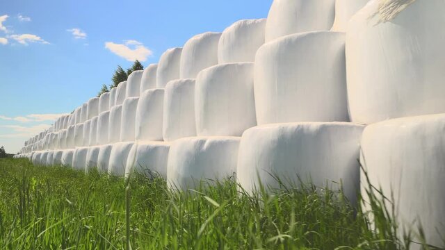 Bales of hay in white plastic eco-packaging are stacked in the field. The camera is moving . Camera movement. Preparation of feed for winter. Procurement work. Technology for drying hay or straw.