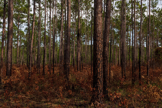 Longleaf Pines Grow in Weeks Bay Pitcher Plant Bog