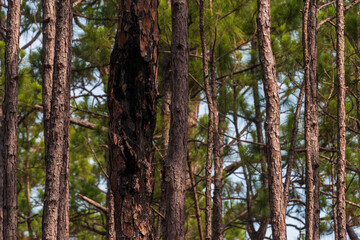Fototapeta premium Longleaf Pines Grow in Weeks Bay Pitcher Plant Bog