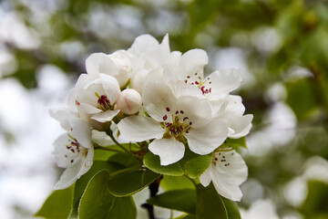 Fototapeta premium close-up of blooming pear tree in spring,