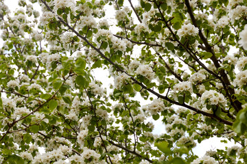 Blooming pear tree in spring, white flowers on a tree