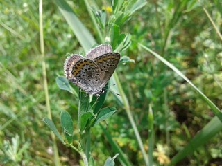 butterfly on the grass