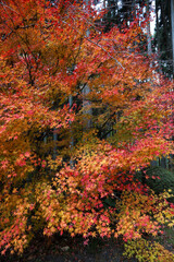 日本楓の紅葉