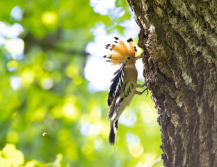 Beautiful Hoopoe carries food to the female nest.