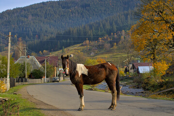 Fototapeta na wymiar A horse stands on the carriageway of a winding road in a small mountain village. Colorful autumn. Panoramic view.