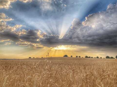 Rayos de sol atravesando las nubes sobre un campo de trigo