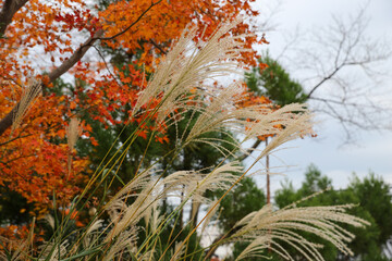 紅葉とススキの穂