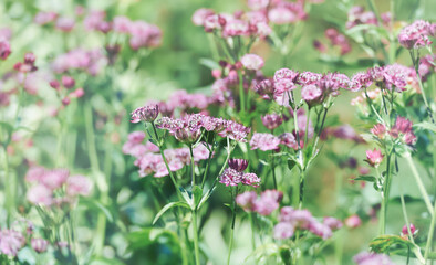 Nature background with spring flowers. Selective and soft focus. 