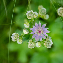 great masterwort, Astrantia major, flower in the mountain in spring
