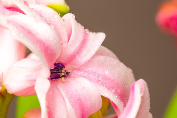 Pink hyacinth on green background. Close up blooming flower.