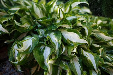 Close up water drops on a green leaf. Rain drops on plants.