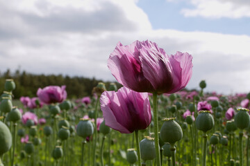 Opium poppy. Pharmaceutical opium poppy field against the sky. Summer landscape . - obrazy, fototapety, plakaty