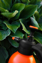 Naklejka premium Close-up manual garden hand compression sprayer with pump. Orange sprayer with plants. Farmer spraying tree with manual pesticide sprayer against insects in autumn garden. Agriculture and gardening