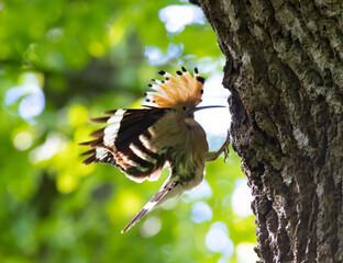 Beautiful Hoopoe carries food to the female nest. © Jiří Fejkl