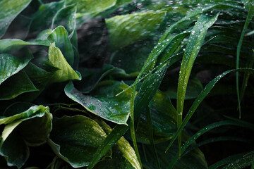 Fototapeta na wymiar Close up water drops on a green leaf. Rain drops on plants.