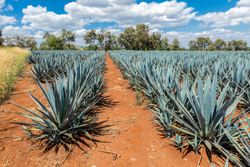 Tequila agave  landscape