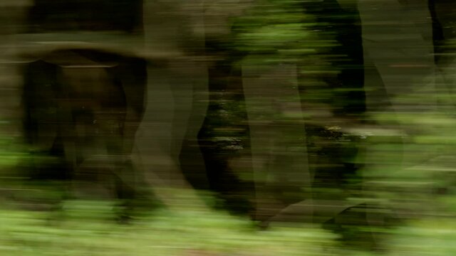 Fast passing green trees blur light in motion 4k