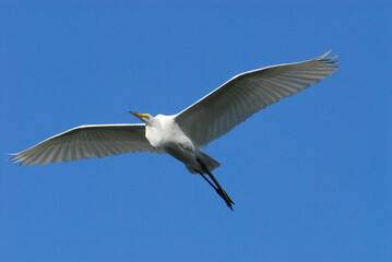 Fototapeta premium BIRDS- Florida- Close Up of a Great White Egret in Flight