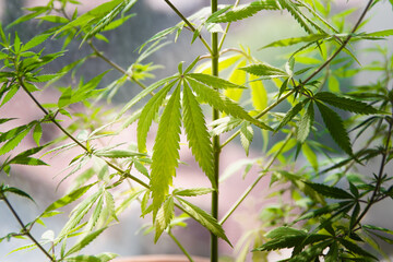 marijuana leaves on a light background. home cultivation of marijuana