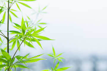 marijuana leaves on a light background. home cultivation of marijuana