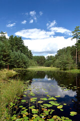 Fototapeta premium Small lake in the middle of the forest in a summertime against blue, cloudy sky