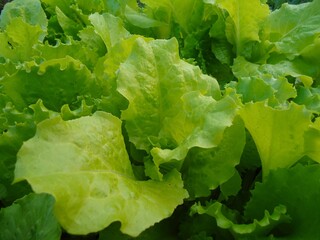 Lettuce, green leaf as a background. Fresh and healthy summer harvest.