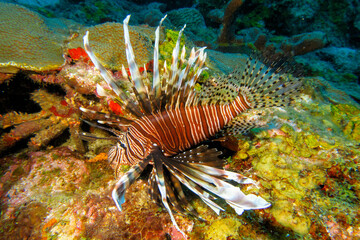 Naklejka na ściany i meble Lionfish on a Caribbean reef