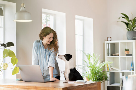 Beautiful smiling female professional looking at Jack Russell Terrier while leaning on desk in home office