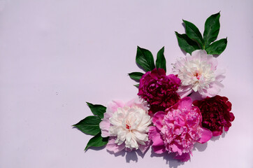 Pink peony flowers on pink background with copy space. Mother's Day, March 8, Women's Day. Wedding concept. Spring flower background, postcard.
