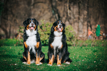 Fototapeta premium Bernese mountain dog female in the beautiful park. Pure breed dog posing outside