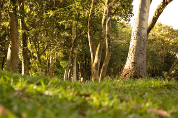 São Paulo Brazil. Out 08, 2009: São jose do rio pardo ecological park, in the interior of são paulo. Small and quiet town. Park concept. Outdoor concept.