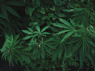 High angle view of hemp plant growing wild. Field hemp growing in the wild. Cannabis sativa